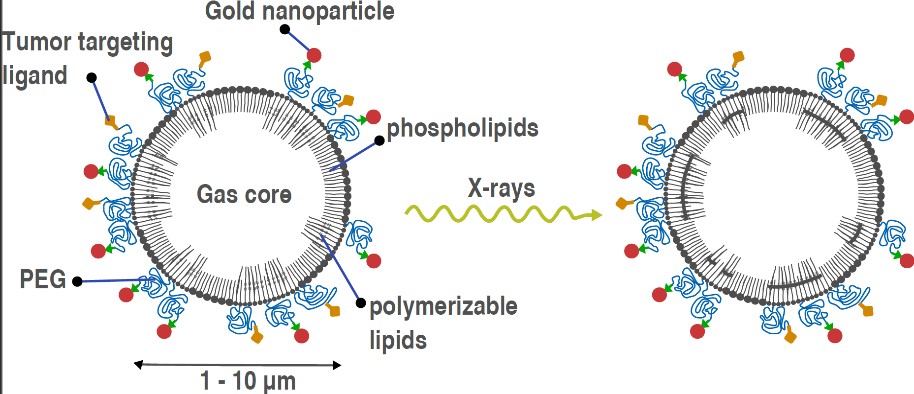 Schematische voorstelling van een microbel. Schematische voorstelling van een microbel.